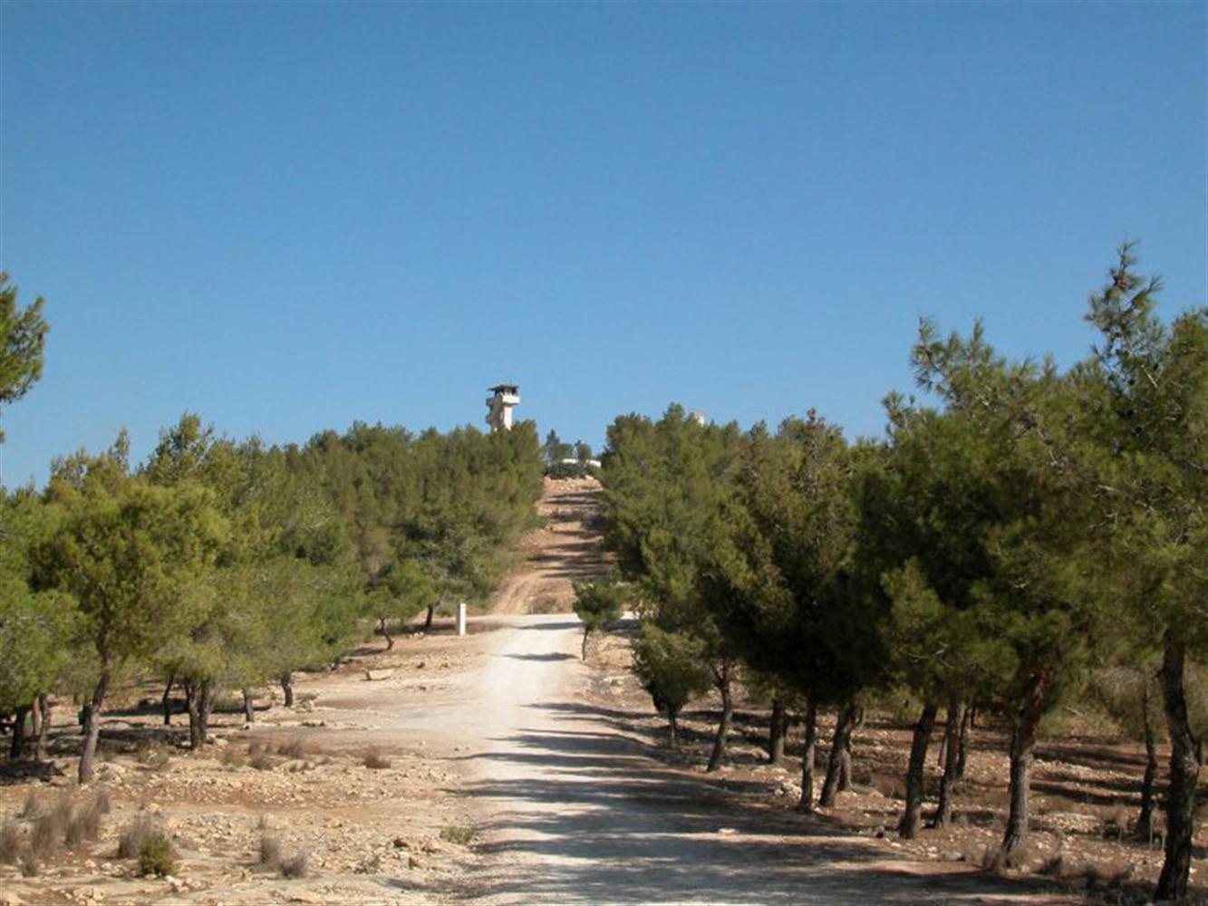 יער להב. צילום: יעקב שקולניק