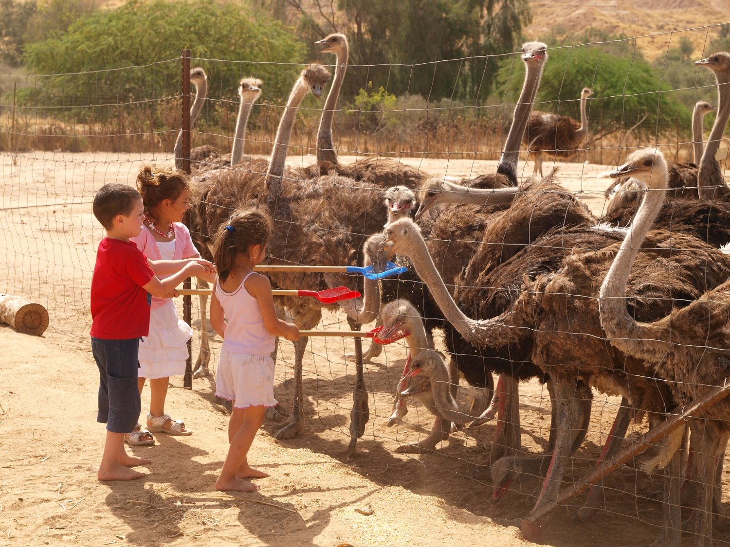 צילום טל גליק