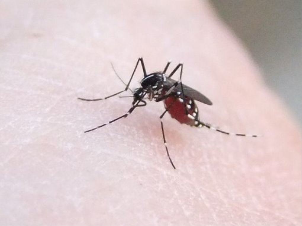 יתוש. קרדיט פיקיווקי