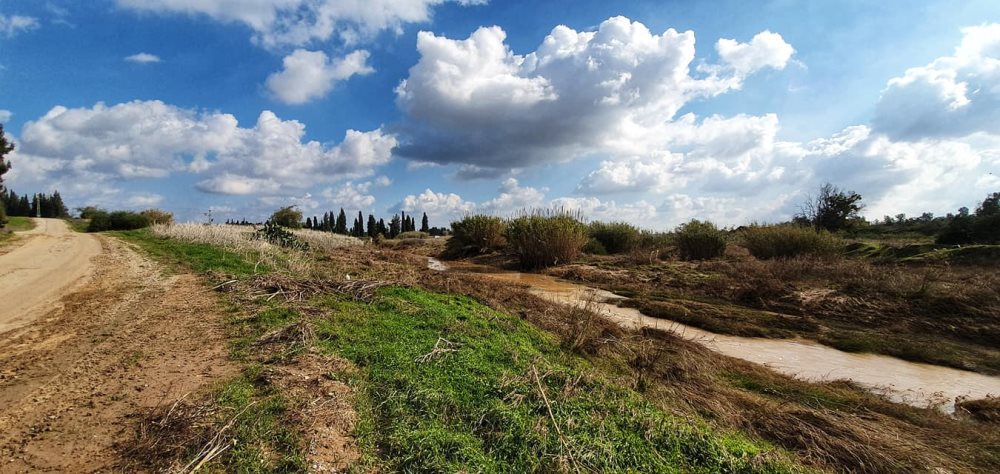 נחל שקמה - צילום אלדה נתנאל