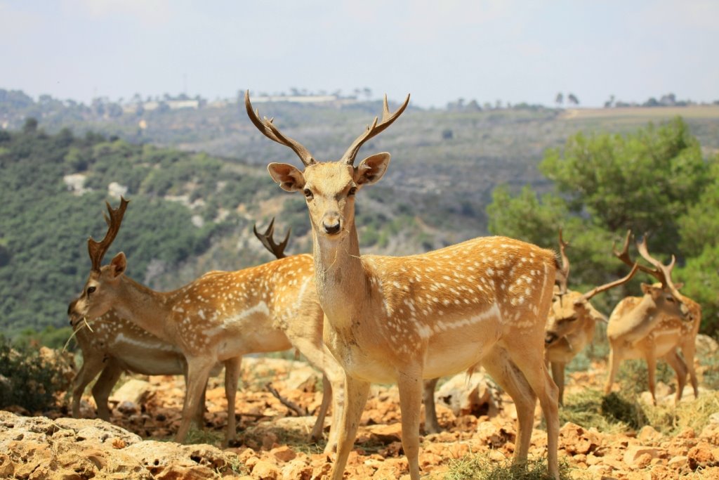 צילום כרמל דויד רזק