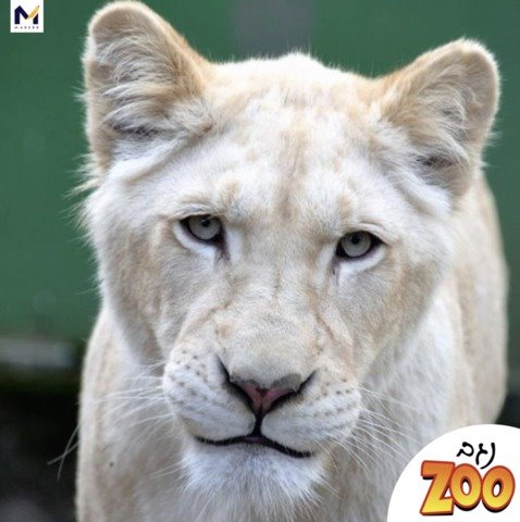 קרדיט נגב ZOO