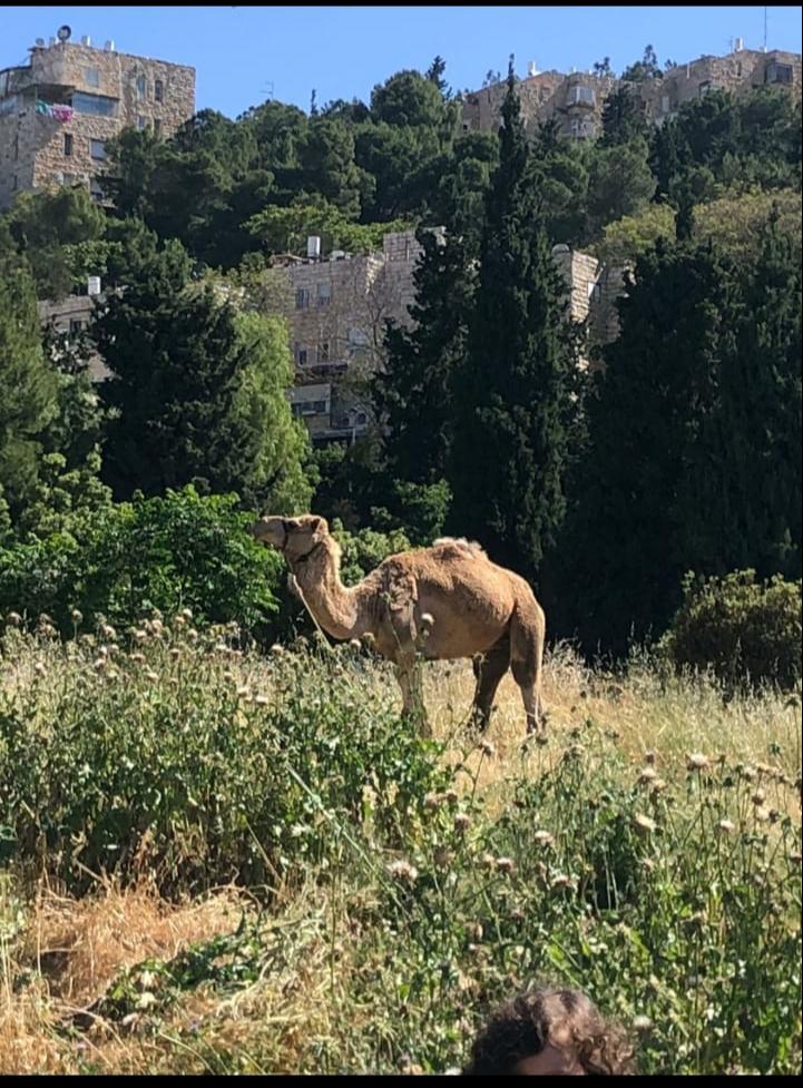 קרדיט : עלא דאבש וסווטלנה פינסון.