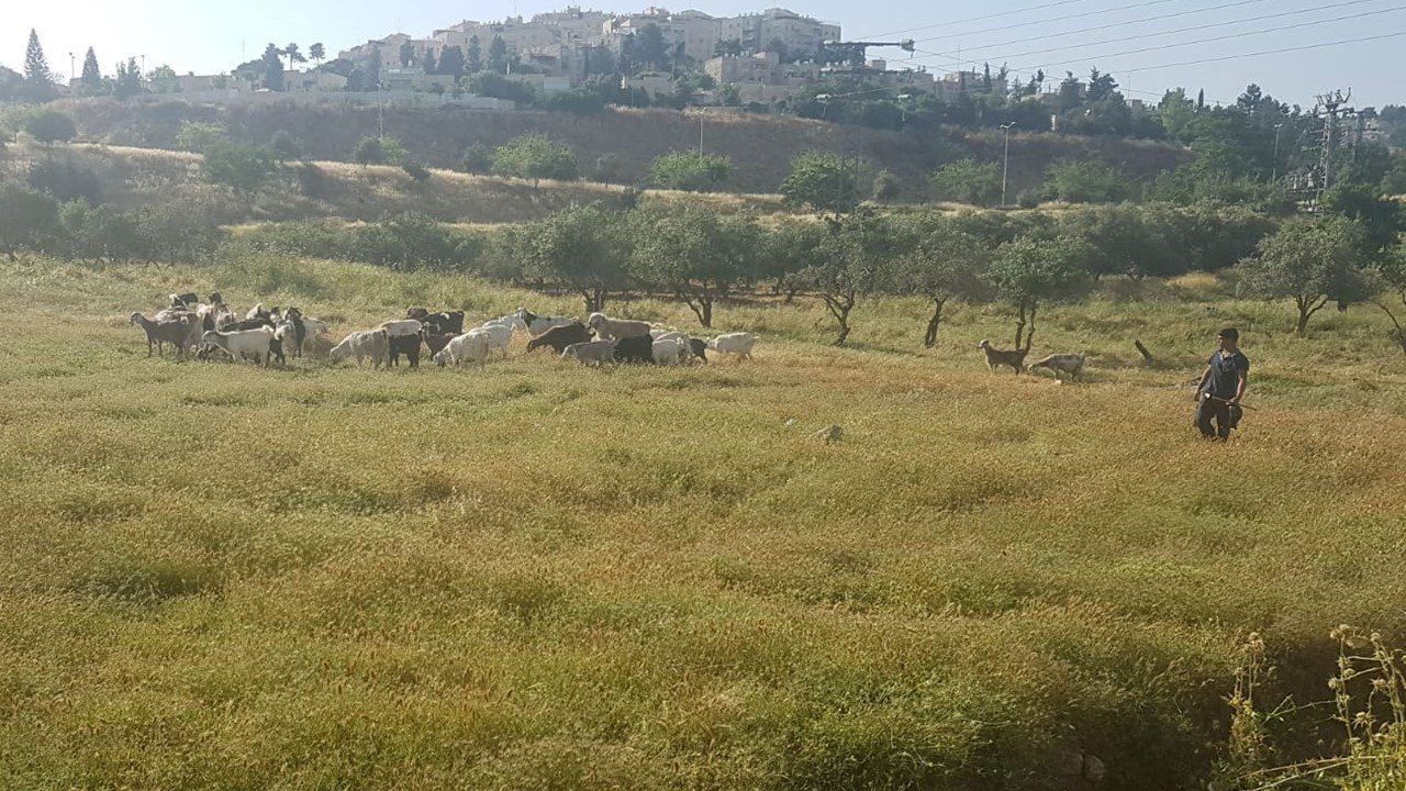 צאן. קרדיט: עלא דאבש וסווטלנה פינסון.