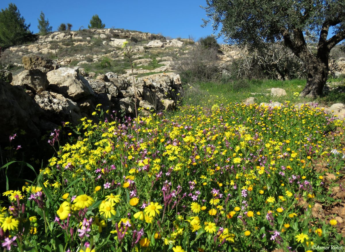 פריחה באגן נחל כוס. צילום: אבנר רינות, החברה להגנת הטבע