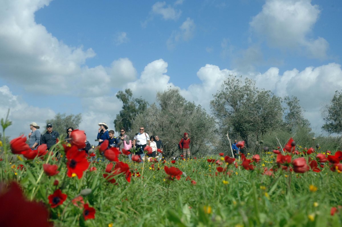 דרום אדום- קרדיט דודו גרינשפן קק"ל