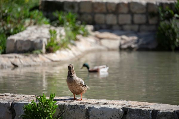 סוכנות ג'ני ארכיון קק"ל עין תכלת