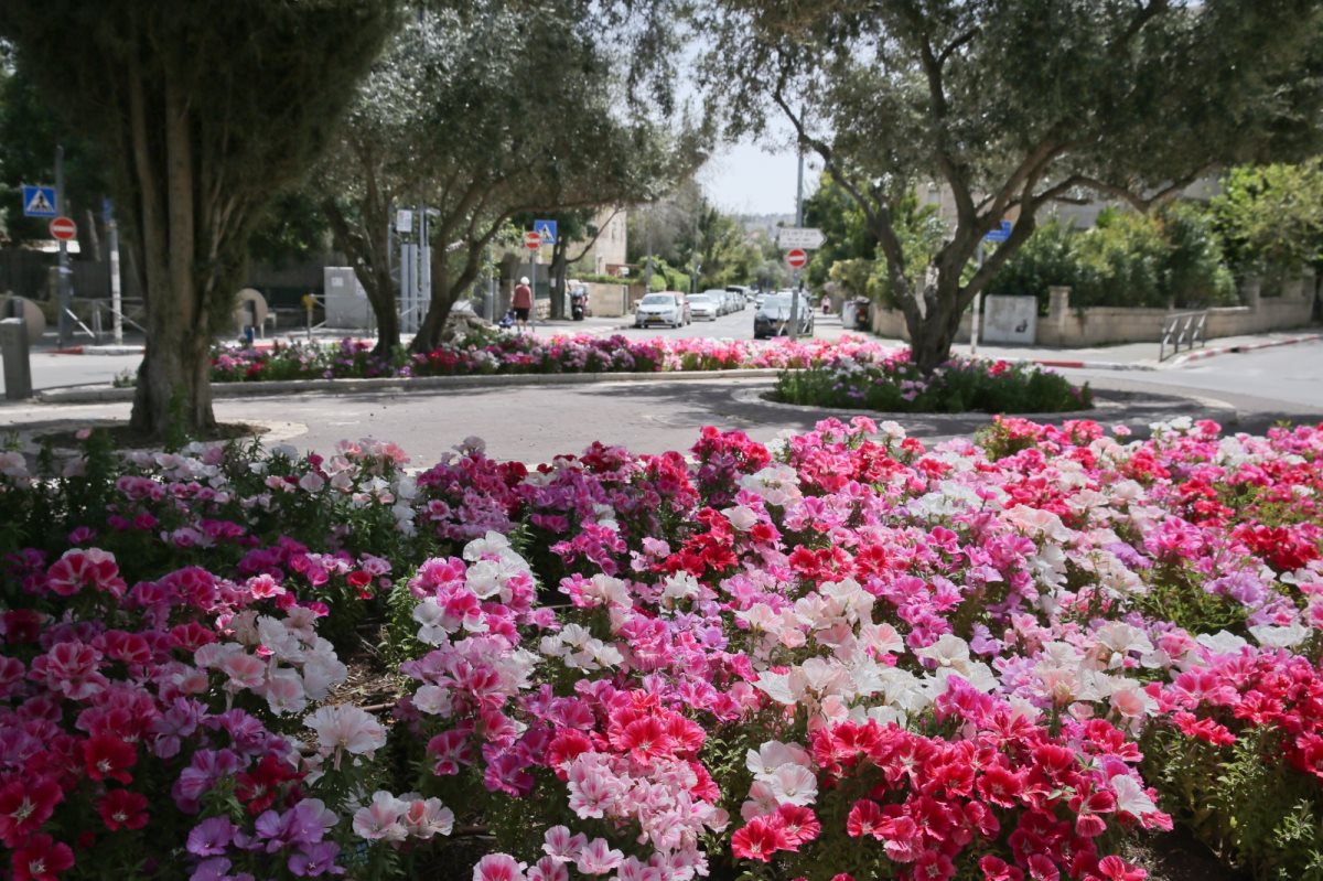 צילום: ארנון בוסאני