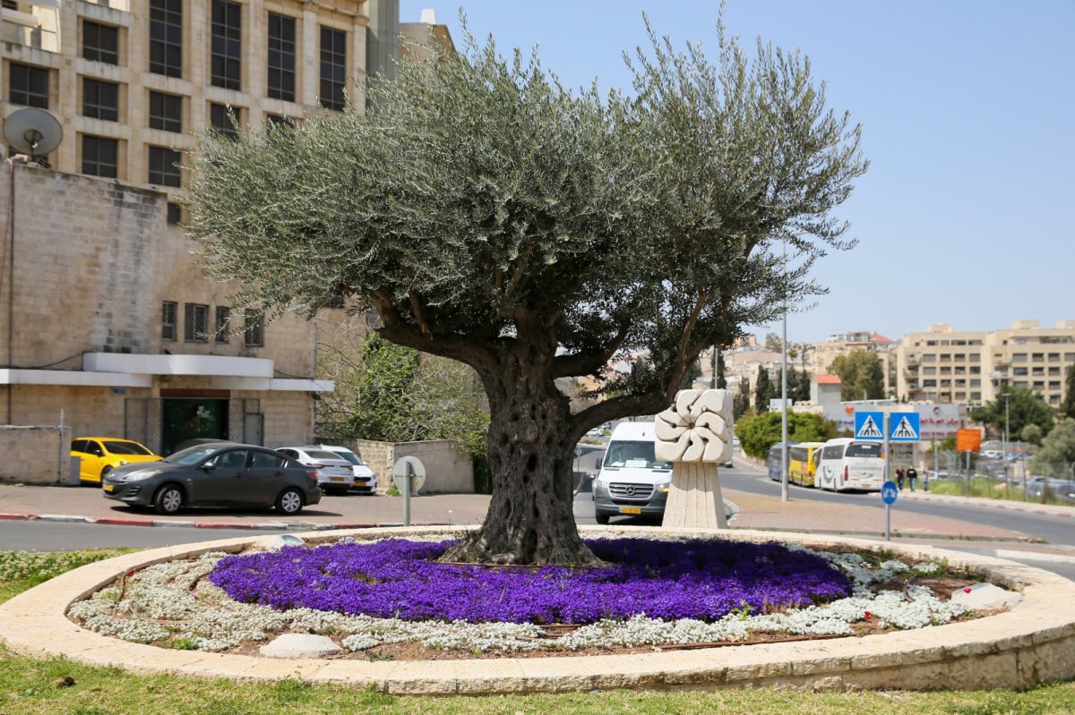 צילום: ארנון בוסאני