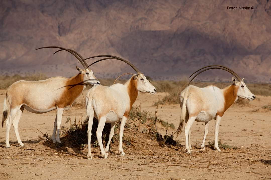 ראמים בחי בר יטבתה. צילום: דורון ניסים