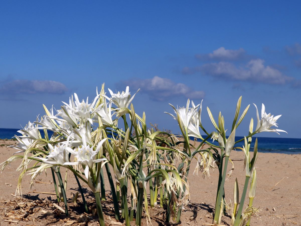 חבצלת החוף צילום דודו פרו רשות הטבע והגנים