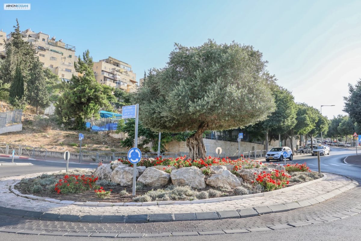 צילום: ארנון בוסאני 