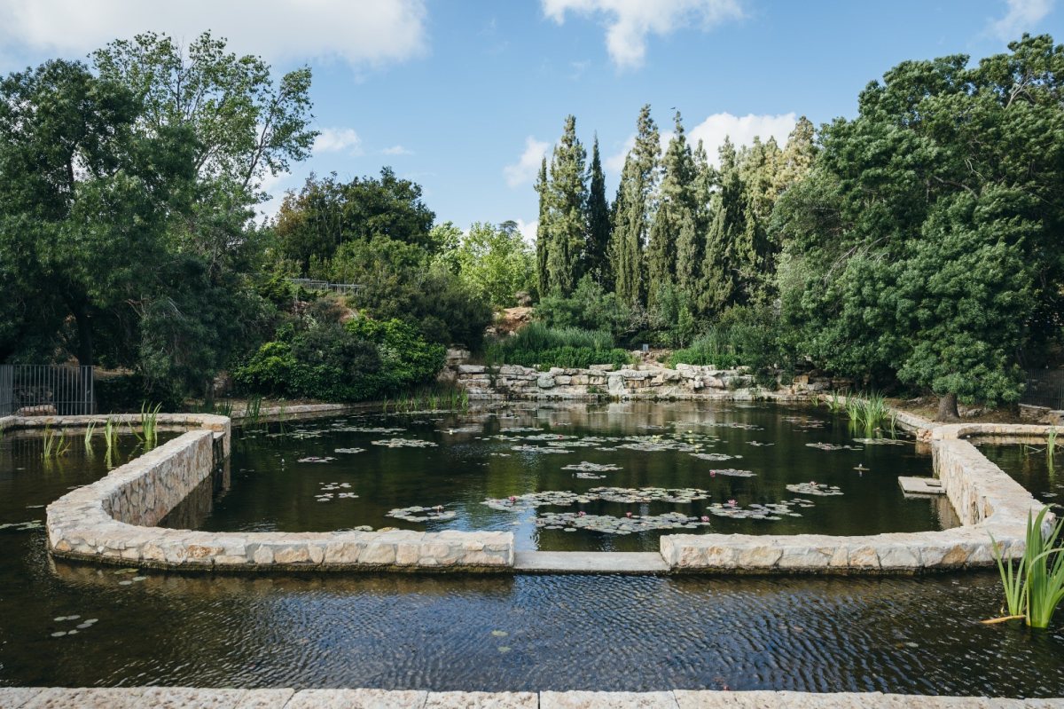 גן הורדים. באדיבות חברת מוריה 