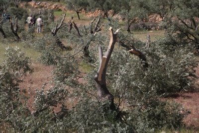 תמונה ללא תיאור