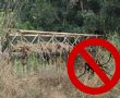 יתוש קדחת הנילוס התגלה באזור פלמחים: משרד הבריאות דורש ממ"א גן רווה פעולה בשטח 