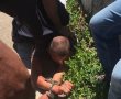 שוהה בלתי חוקי דקר בשופרסל - צפו ברגע המעצר