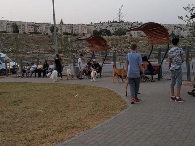 תמונה: מתחם לשחרור כלבים בגן בפסגת זאב. קרדיט: מחלקת הגננות והנוף בעיריית ירושלים