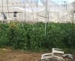 שני תושבי הפזורה נעצרו באזור התעשייה הצפוני באשדוד - וזו הסיבה