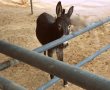 סוף טוב: החמורים חואן ופדרו שבו אל ביתם ב"נגב ZOO"