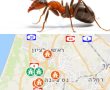 המשרד להגנת הסביבה מזהיר: משתלות באזורנו נגועות ב"נמלת האש" !