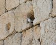 ניצלו ברגע האחרון: הסיפור הנסתר בין אבני הכותל