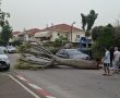 עץ קרס בגן-יבנה וגרם לנזק