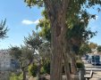 צילום: עיריית ירושלים 