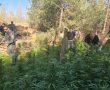 תפיסה חריגה ביום הכיפורים: שדה קנאביס ענק נחשף בדרום – שלושה חשודים נעצרו