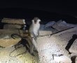 קוף פצוע נוסף חולץ מהפזורה הבדואית, מתי יתפסו חשודים? (צפו בתיעוד)