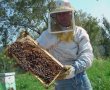לרגל ראש השנה: מסיירים עם קק"ל בעקבות צוף הדבורים מהיער לכוורת