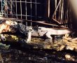 שריפה ברחוב גדעון: חיות בפינת החי נשרפו למוות