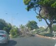 עץ קרס על כביש בני ברית; עומסים כבדים באזור