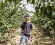 חווייה לכל המשפחה: קטיף עצמי של דובדבנים אורגניים בקיבוץ רמת רחל