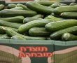 חגי תשרי: צפי למחסור במלפפונים 
