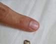 צילום: דוברות שערי צדק 