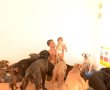 המוטו הוא אין כלב רע יש בעלים לא טובים