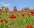 סיכום סופ"ש רביעי של דרום אדום וההחלטה על הארכת הפסטיבל