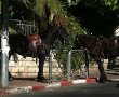 גם סוסים חונים באדום