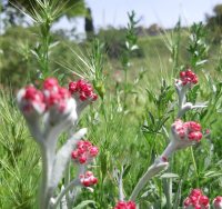 פריחת דם המכבים בגן לאומי קסטל. צילום - אדר סטולרו מליחי, רשות הטבע והגנים