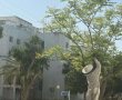 הפתעה ברובע ז' באשדוד: דבש על העץ