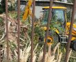 העירייה מיהרה לכרות עצים, התחרטה, חזרה בה וגרמה לזעם רב בקרב תושבי העיר (תיעוד)