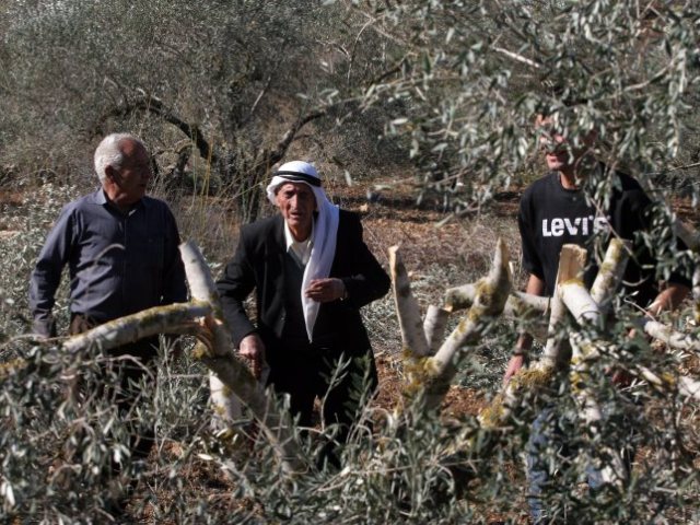 עצי זית כרותים וכתובת "תג מחיר" (ארכיון: פלאש90)