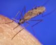 נשף המסכות של טפיל המלריה מתקרב לקיצו