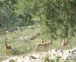 ראש העיר הגיש עתירה מנהלית בעניין מצפה נפתוח