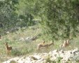 תמונה ללא תיאור