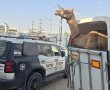 ​לפני שהתחיל: המשטרה סיכלה מרוץ גמלים לא חוקי בנגב