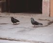 תגידו ביי ליונים מטרידות – סוף טוב הרחקת יונים