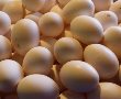 משרד החקלאות בוחן את הגדלת מכסות הביצים המקומיות 