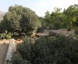 קק"ל לקראת שבת: טיול בין ערביים למשפחות