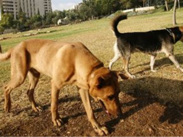 צילום: פלאש 90